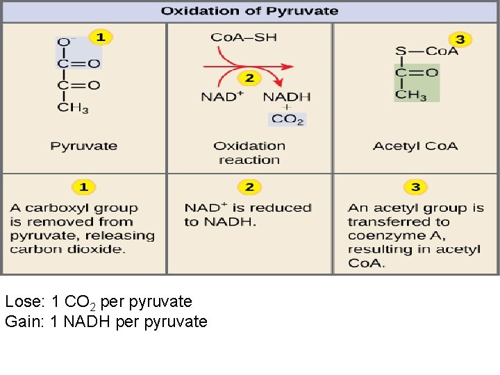 Lose: 1 CO 2 per pyruvate Gain: 1 NADH per pyruvate 