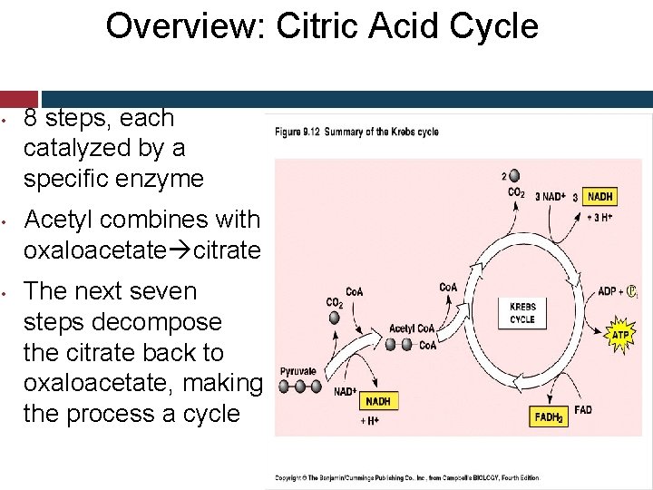 Overview: Citric Acid Cycle • • • 8 steps, each catalyzed by a specific