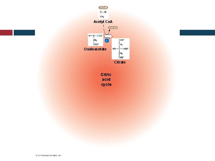 Acetyl Co. A-SH 1 Oxaloacetate Citric acid cycle 