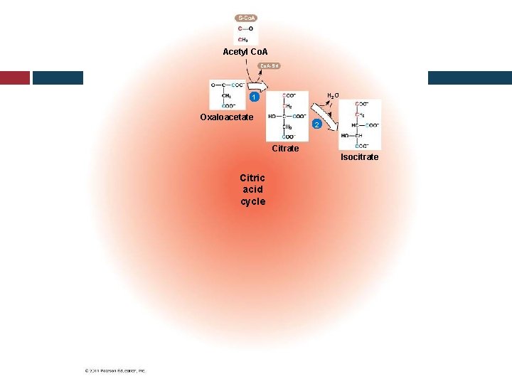 Acetyl Co. A-SH H 2 O 1 Oxaloacetate 2 Citrate Citric acid cycle Isocitrate