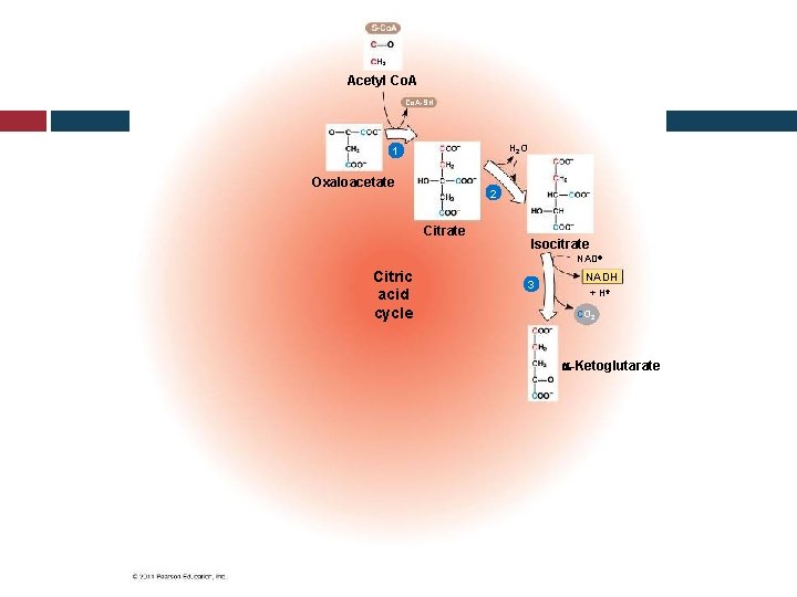 Acetyl Co. A-SH H 2 O 1 Oxaloacetate 2 Citrate Isocitrate NAD Citric acid