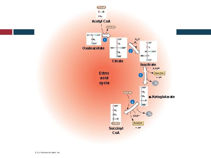Acetyl Co. A-SH H 2 O 1 Oxaloacetate 2 Citrate Isocitrate NAD Citric acid