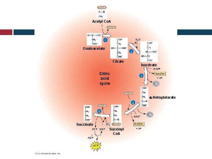 Acetyl Co. A-SH H 2 O 1 Oxaloacetate 2 Citrate Isocitrate NAD Citric acid