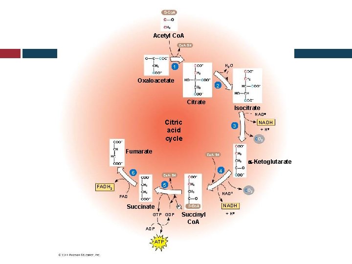 Acetyl Co. A-SH H 2 O 1 Oxaloacetate 2 Citrate Isocitrate NAD Citric acid