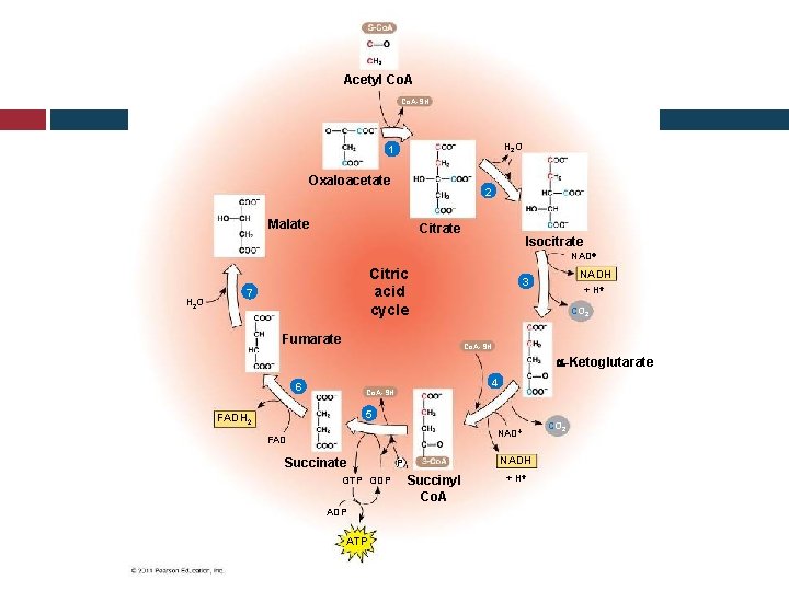 Acetyl Co. A-SH H 2 O 1 Oxaloacetate 2 Malate Citrate Isocitrate NAD H
