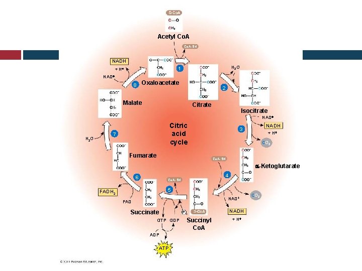 Acetyl Co. A-SH NADH H 2 O 1 + H NAD 8 Oxaloacetate 2