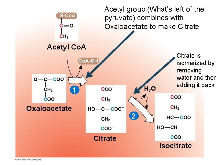 Acetyl group (What’s left of the pyruvate) combines with Oxaloacetate to make Citrate Acetyl