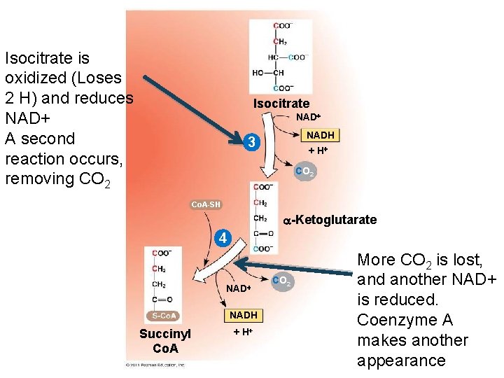 Isocitrate is oxidized (Loses 2 H) and reduces NAD+ A second reaction occurs, removing