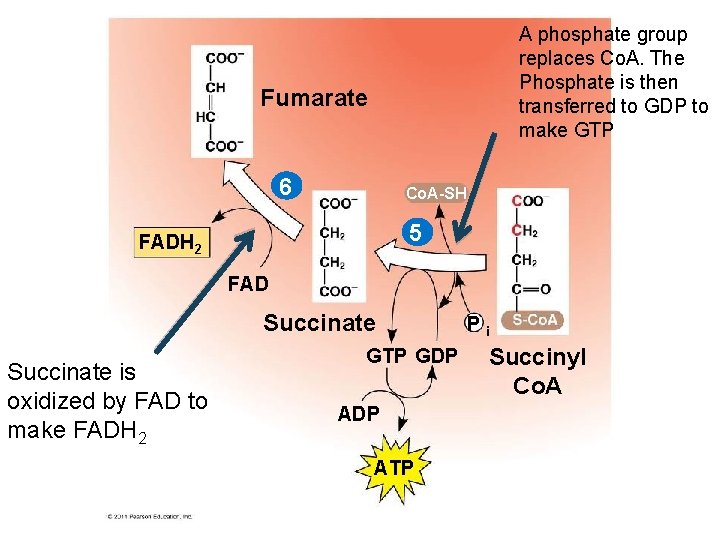A phosphate group replaces Co. A. The Phosphate is then transferred to GDP to