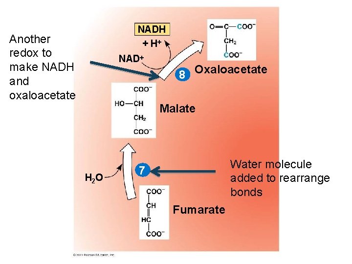 NADH + H Another redox to make NADH and oxaloacetate NAD 8 Oxaloacetate Malate