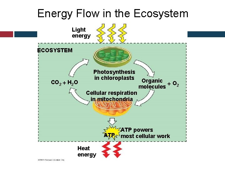 Energy Flow in the Ecosystem Light energy ECOSYSTEM CO 2 H 2 O Photosynthesis