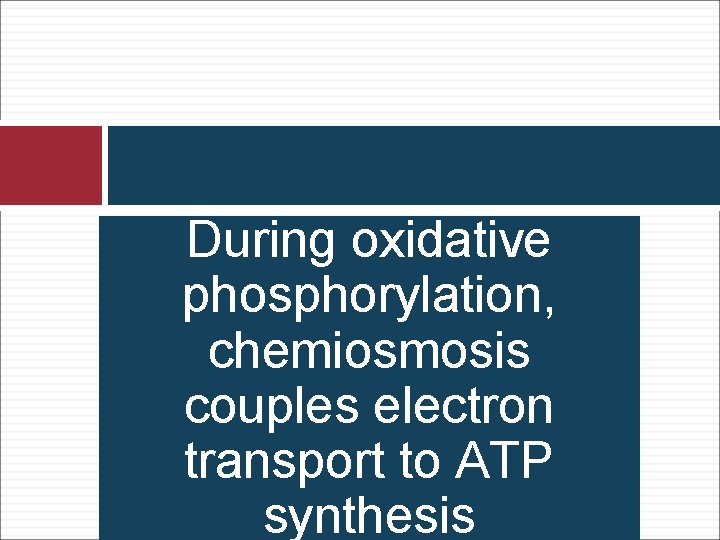 During oxidative phosphorylation, chemiosmosis couples electron transport to ATP synthesis 
