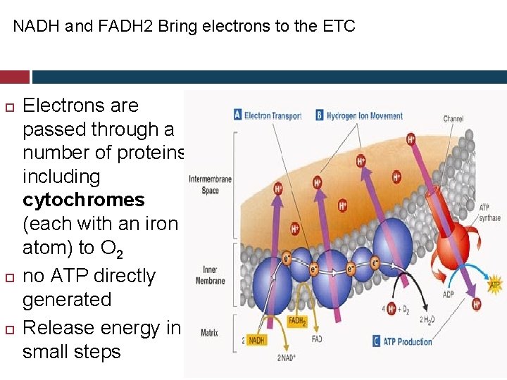 NADH and FADH 2 Bring electrons to the ETC Electrons are passed through a