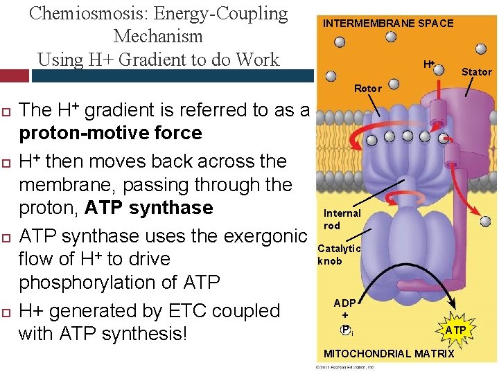 Chemiosmosis: Energy-Coupling Mechanism Using H+ Gradient to do Work INTERMEMBRANE SPACE H Stator Rotor