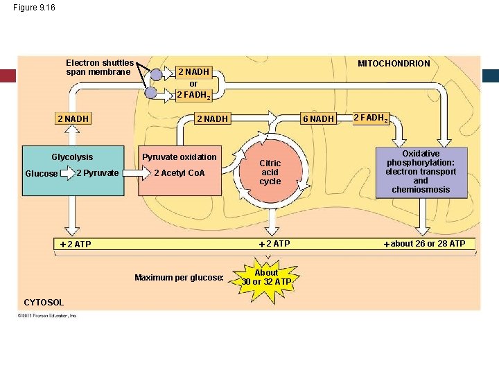 Figure 9. 16 Electron shuttles span membrane 2 NADH Glycolysis 2 Pyruvate Glucose 2