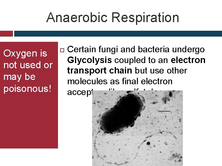 Anaerobic Respiration Oxygen is not used or may be poisonous! Certain fungi and bacteria