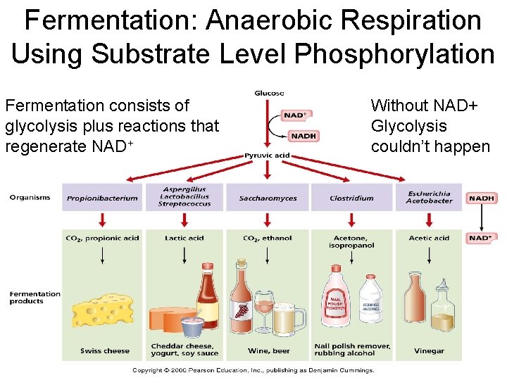 Fermentation: Anaerobic Respiration Using Substrate Level Phosphorylation Fermentation consists of glycolysis plus reactions that