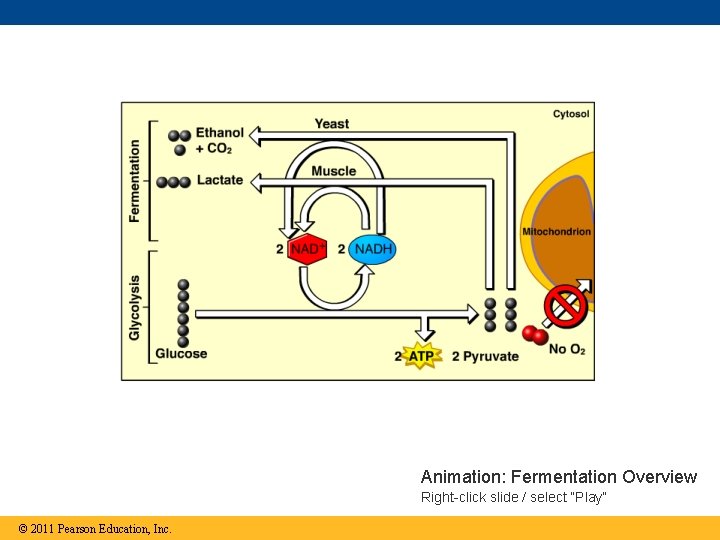 Animation: Fermentation Overview Right-click slide / select “Play” © 2011 Pearson Education, Inc. 