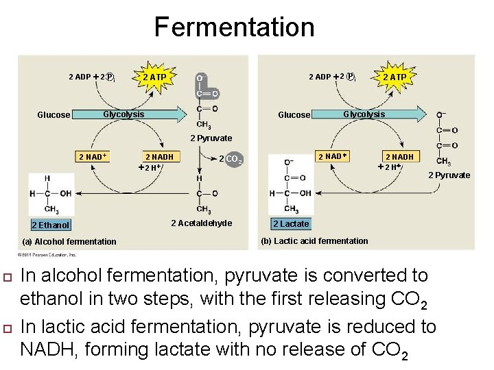 Fermentation 2 ADP 2 P i Glucose 2 ADP 2 P i 2 ATP