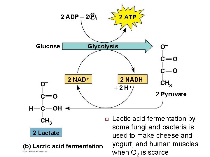 2 ADP 2 P i Glucose 2 ATP Glycolysis 2 NADH 2 H 2