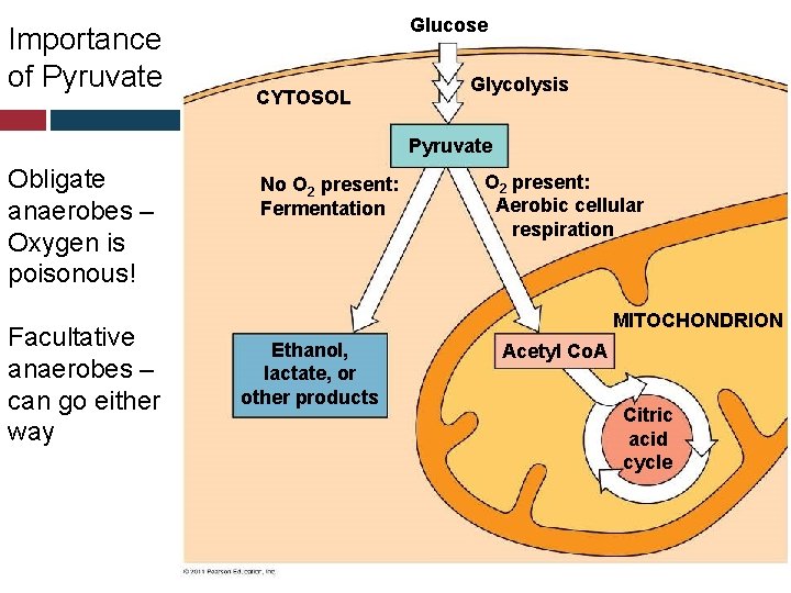Importance of Pyruvate Glucose CYTOSOL Glycolysis Pyruvate Obligate anaerobes – Oxygen is poisonous! Facultative