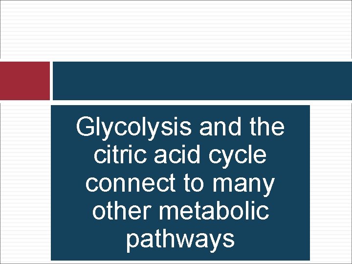 Glycolysis and the citric acid cycle connect to many other metabolic pathways 