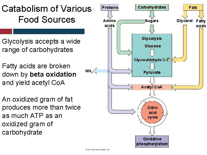 Catabolism of Various Food Sources Proteins Carbohydrates Amino acids Sugars Glycolysis accepts a wide