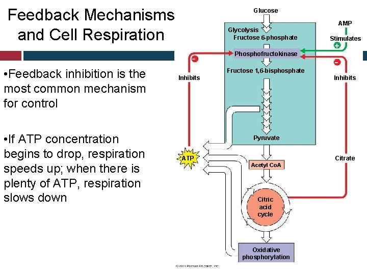 Feedback Mechanisms and Cell Respiration Glucose Glycolysis Fructose 6 -phosphate • Feedback inhibition is