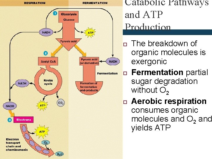 Catabolic Pathways and ATP Production The breakdown of organic molecules is exergonic Fermentation partial