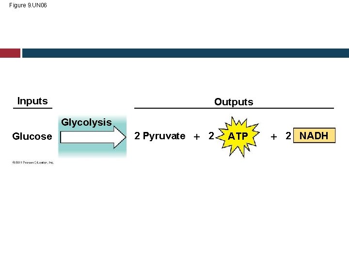 Figure 9. UN 06 Inputs Outputs Glycolysis Glucose 2 Pyruvate 2 ATP 2 NADH