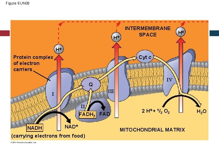 Figure 9. UN 08 H INTERMEMBRANE SPACE H H Cyt c Protein complex of