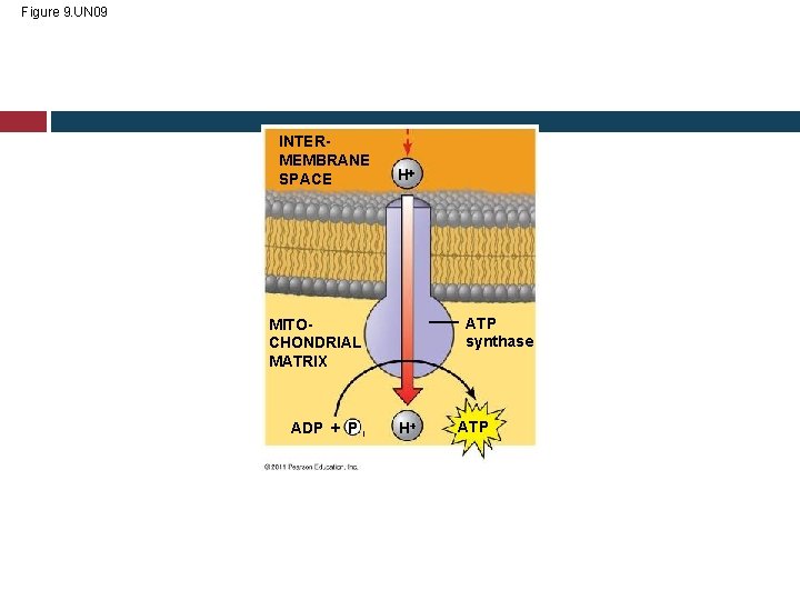 Figure 9. UN 09 INTERMEMBRANE SPACE H ATP synthase MITOCHONDRIAL MATRIX ADP + P
