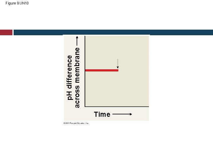 p. H difference across membrane Figure 9. UN 10 Time 