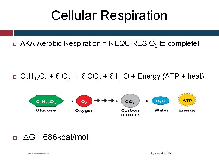 Cellular Respiration AKA Aerobic Respiration = REQUIRES O 2 to complete! C 6 H