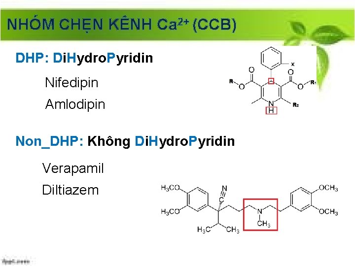 NHÓM CHẸN KÊNH Ca 2+ (CCB) DHP: Di. Hydro. Pyridin Nifedipin Amlodipin Non_DHP: Không