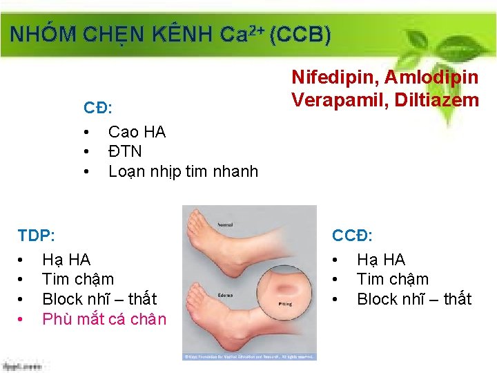 NHÓM CHẸN KÊNH Ca 2+ (CCB) CĐ: • Cao HA • ĐTN • Loạn