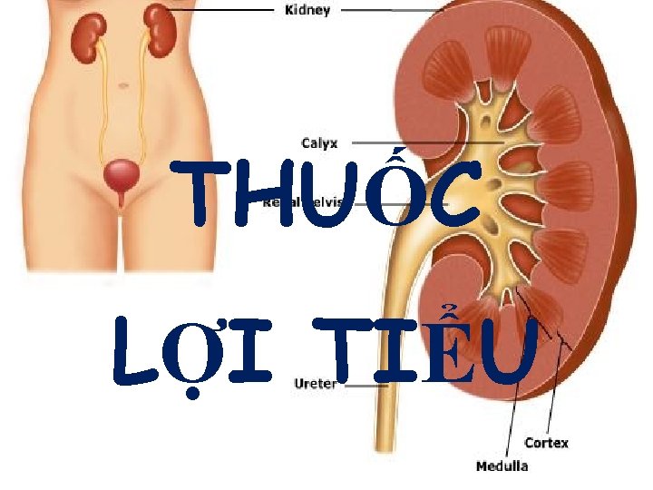 THUỐC LỢI TIỂU 