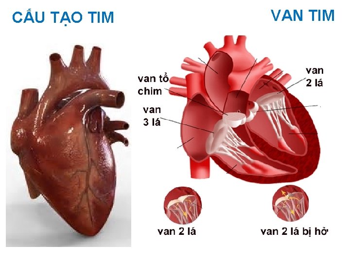 CẤU TẠO TIM VAN TIM 