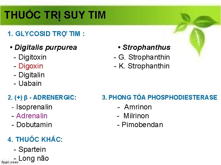 THUỐC TRỊ SUY TIM 1. GLYCOSID TRỢ TIM : • Digitalis purpurea - Digitoxin
