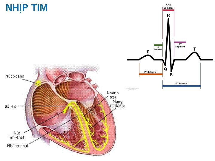 NHỊP TIM 