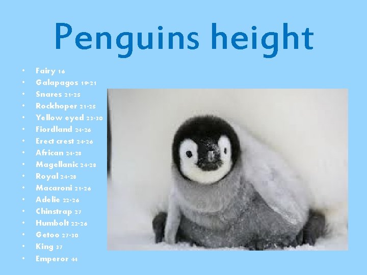 Penguins height • • • • • Fairy 16 Galapagos 19 -21 Snares 21