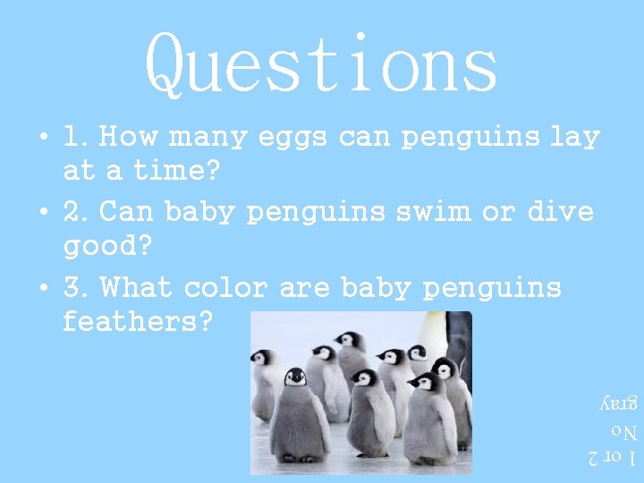 Questions • 1. How many eggs can penguins lay at a time? • 2.