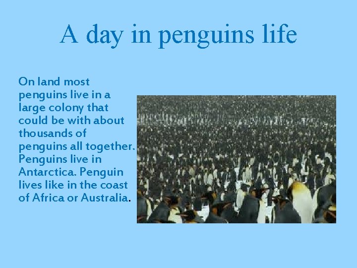 A day in penguins life On land most penguins live in a large colony