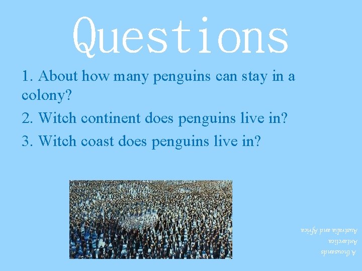 Questions 1. About how many penguins can stay in a colony? 2. Witch continent