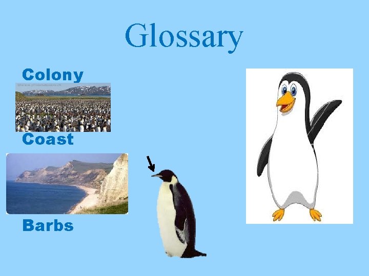 Glossary Colony Coast Barbs 