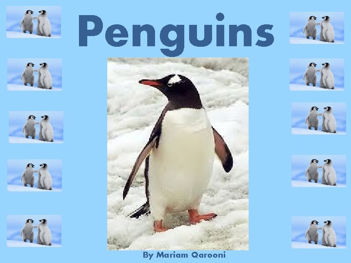 Penguins By Mariam Qarooni 
