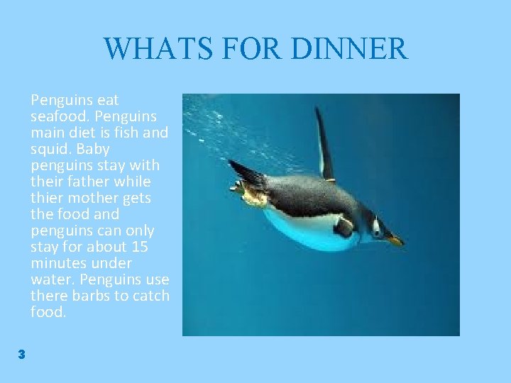 WHATS FOR DINNER Penguins eat seafood. Penguins main diet is fish and squid. Baby