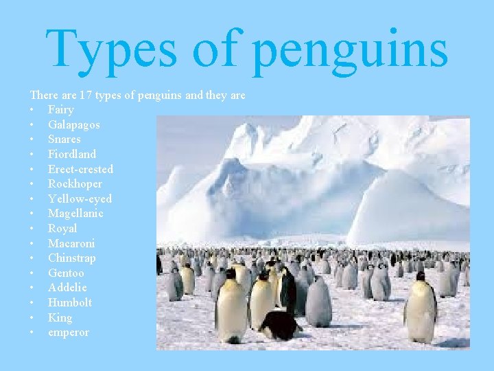 Types of penguins There are 17 types of penguins and they are • Fairy