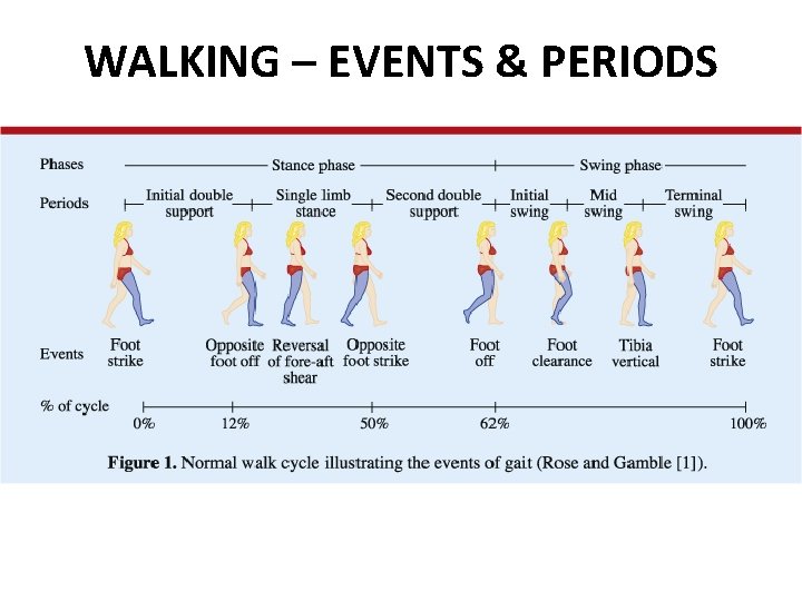 WALKING – EVENTS & PERIODS WALKING – EVENTS & PERIODS