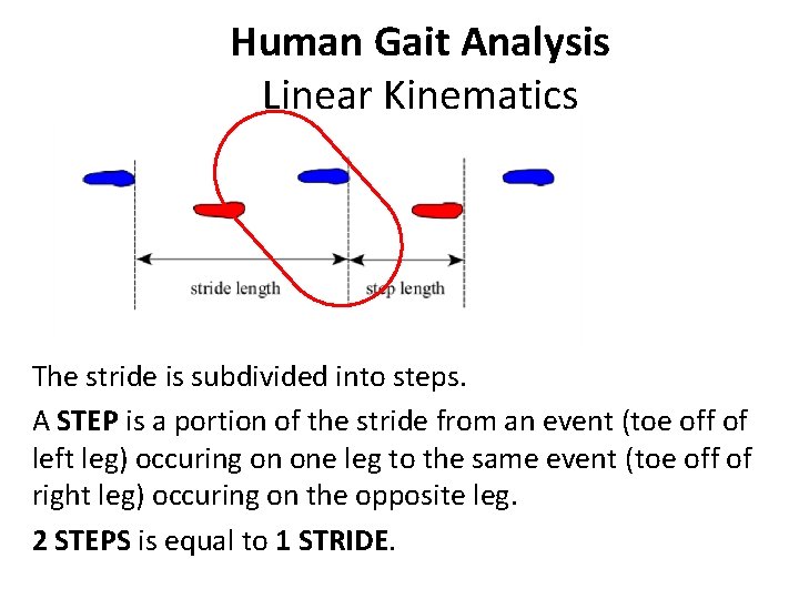 Human Gait Analysis Linear Kinematics The stride is subdivided into steps. A STEP is